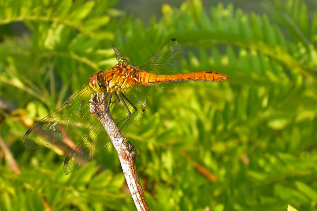 Bloedrode Heidelibel